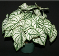 white christmas caladium