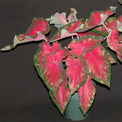 heart's delight caladium