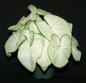 moonlight caladium