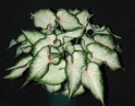 white wonder caladium