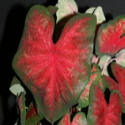 bombshell caladium