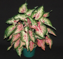 blushing bride caladium