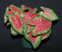 rose glow caladium