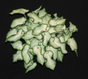 white delight caladium