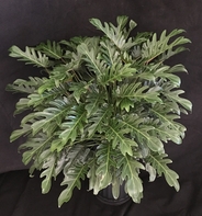 Philodendron xanadu